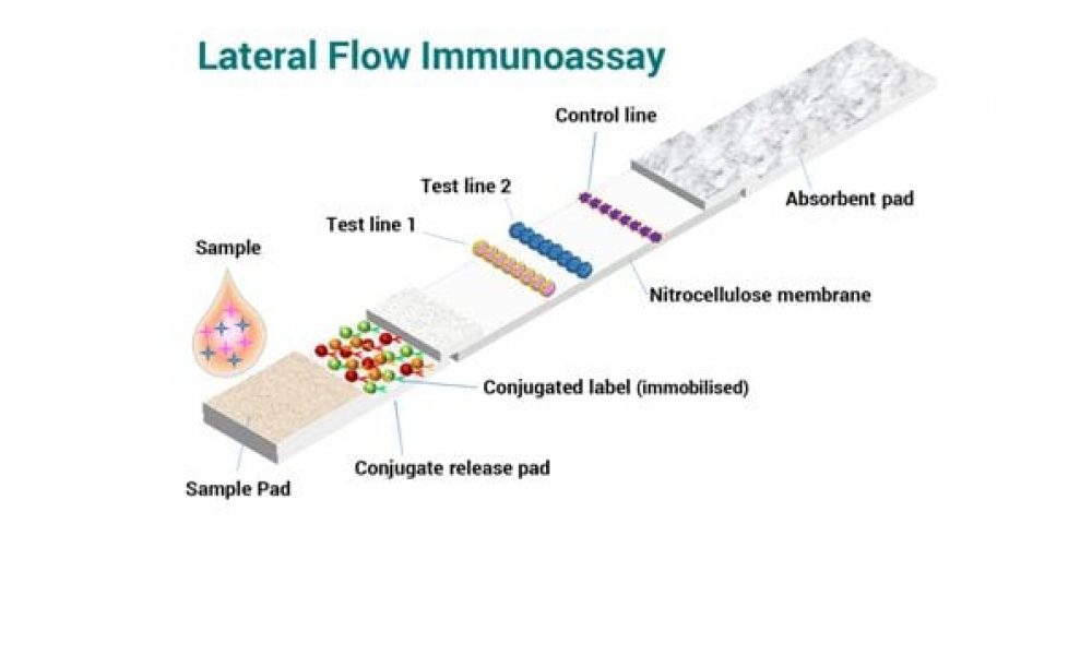 Multiplexed-lateral-flow-immunoassay-Schematic-Diagram