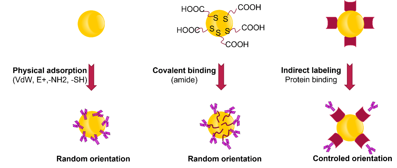 Nano Flow Attaching Antibodies Biomolecules to Gold Nanoparticles