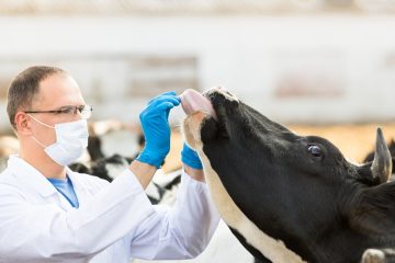 Vet Tech Revolution: How LFTs are Changing the Game