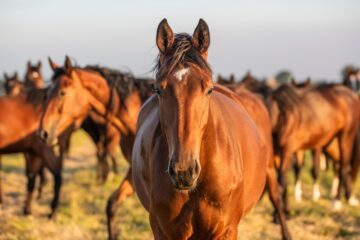 Case Study: Leading Global Animal Health Organisation