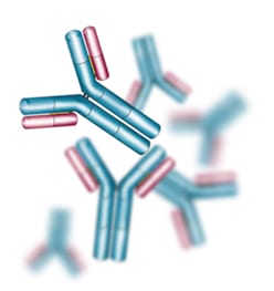 antibodies
