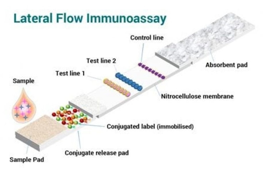Lateral Flow Immunoassay Diagram