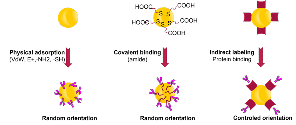 Nano Flow Attaching Antibodies Biomolecules to Gold Nanoparticles